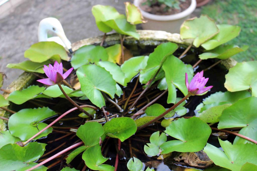Anura Home Stay Kalutara Exterior foto